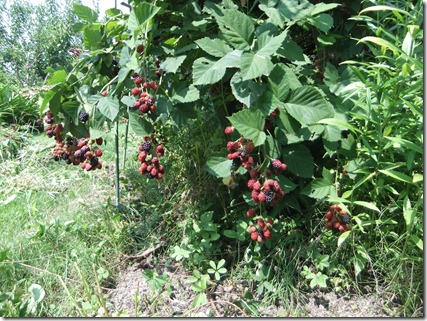 DSCF2784