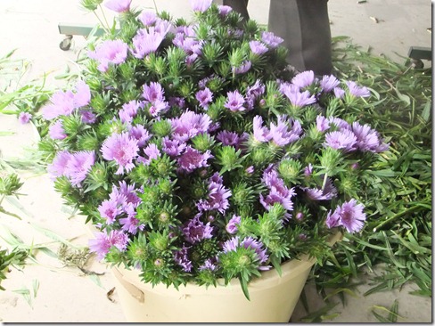 DSCF0286 - コピー (2) - コピー