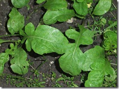 DSCF2566