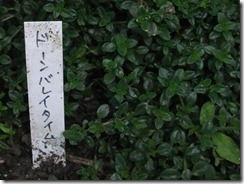 DSCF2570