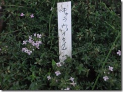 DSCF2571