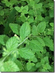 DSCF2573