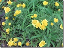 DSCF2575
