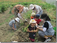 6月じゃがいも堀り 037