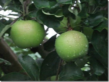 DSCF2553