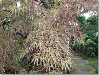 DSCF2584