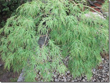 DSCF2585