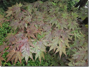 DSCF2586