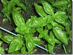DSCF2565