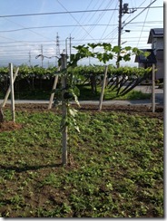 写真[3] (2)