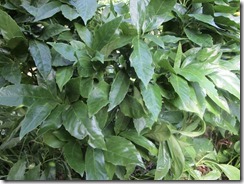 IMG_8148