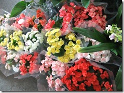 DSCF3376