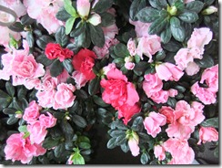 DSCF3379