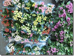 DSCF3381