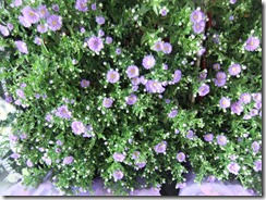 DSCF3385