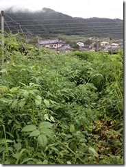 写真 (1)