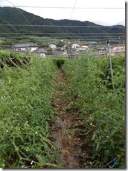 写真 (2)