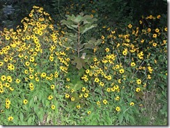 DSCF2766