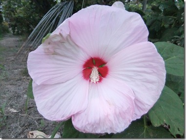 DSCF2767