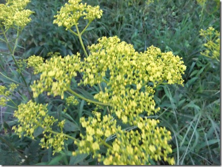 DSCF2802