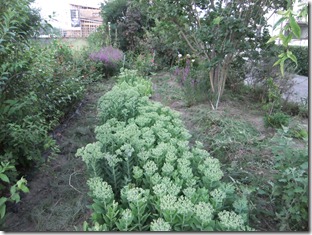 DSCF2781