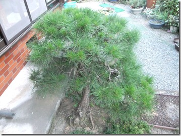 DSCF0619 - コピー