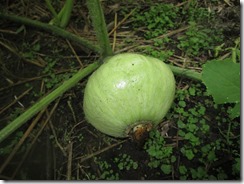 IMG_0706