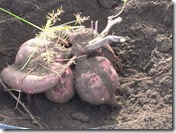 かわいいおへそ０123 012