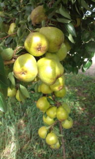 20120903080736.jpg