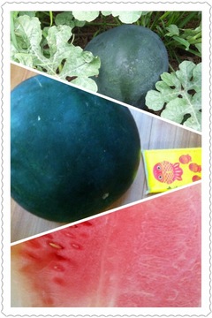 縁ジェリスト日記99日目〜スイカ