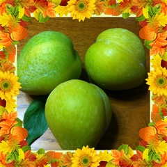 縁ジェリスト日記〜これなぁに？