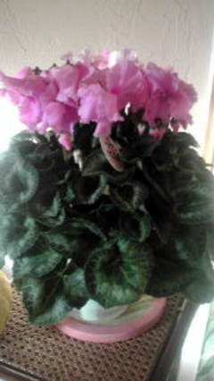 お元気ですか(*^_^*)