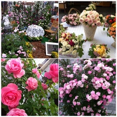 縁ジェリスト日記416〜バラ展