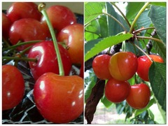 縁ジェリスト日記445〜紅秀峰