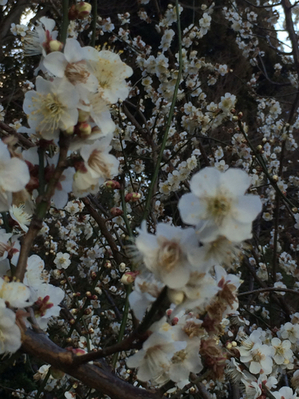 IMG_0894.jpgのサムネール画像